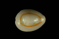 藏品(金環寶螺)的圖片